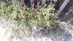 Rumex roseus