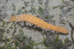 Veretillum