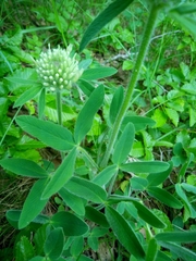 Trifolium trichocephalum