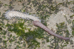 Veretillum