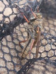 Pamponerus germanicus