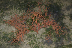 Subergorgia suberosa