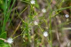 Stellaria palustris