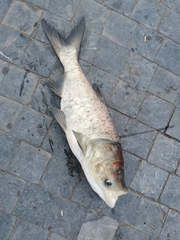 Hypophthalmichthys molitrix