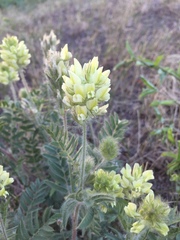 Oxytropis pilosa