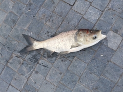 Hypophthalmichthys molitrix