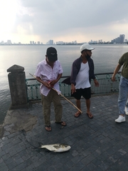 Hypophthalmichthys molitrix