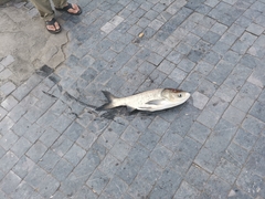 Hypophthalmichthys molitrix