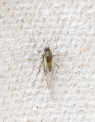 Drepanosiphinae