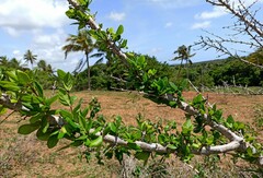 Chomelia obtusa