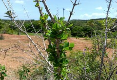 Chomelia obtusa