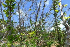 Chomelia obtusa