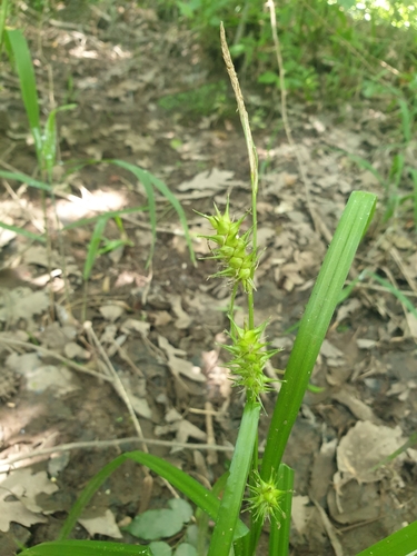Image of Carex gigantea by (c) Étienne Léveillé-Bourret, some rights reserved (CC BY)