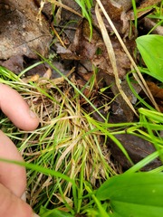 Carex deflexa