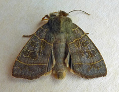 Ipimorpha subtusa
