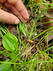 Carex deflexa