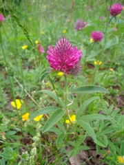 Trifolium alpestre