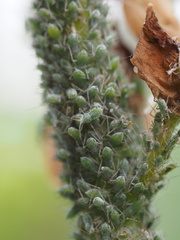 Macrosiphum albifrons