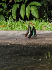 Graphium sarpedon luctatius