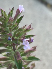 Dracocephalum thymiflorum