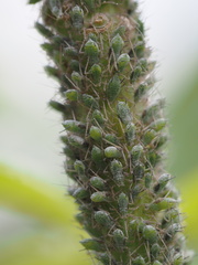 Macrosiphum albifrons