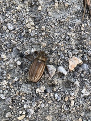 Polyphylla occidentalis