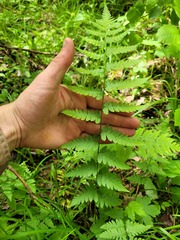 Dryopteris × boottii