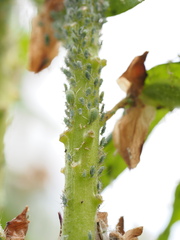 Macrosiphum albifrons