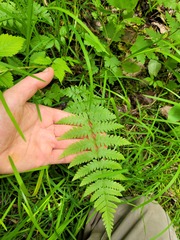 Dryopteris × boottii