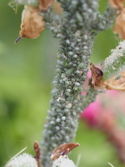 Macrosiphum albifrons