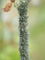 Macrosiphum albifrons
