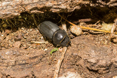 Dorcus parallelipipedus