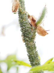 Macrosiphum albifrons