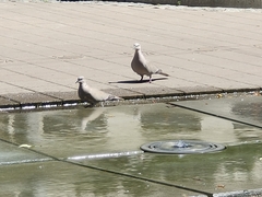 Streptopelia decaocto