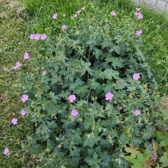 Geranium endressii