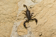 Euscorpius