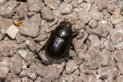 Pentodon bidens punctatus
