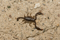 Euscorpius