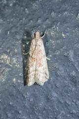 Ephestia elutella