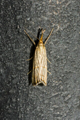 Chrysocrambus linetella