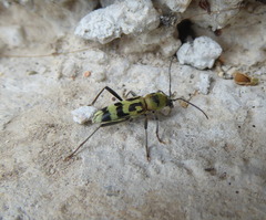Chlorophorus varius