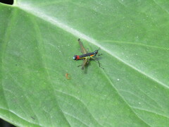 Paramastax duquei