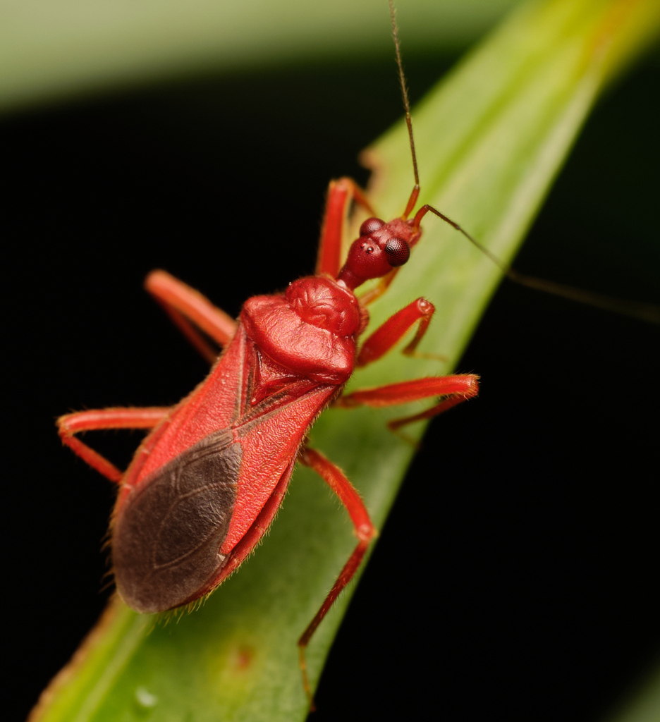 Psophidinae
