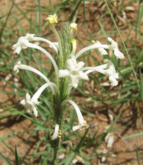 Chascanum hederaceum image