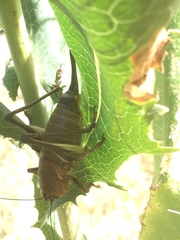 Psorodonotus