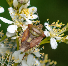 Carpocoris purpureipennis