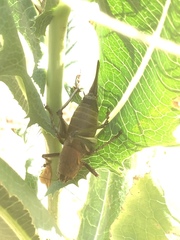 Psorodonotus