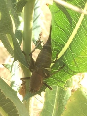 Psorodonotus