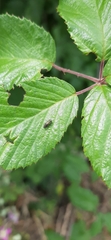 Pterygota