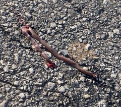 Xerotyphlops vermicularis